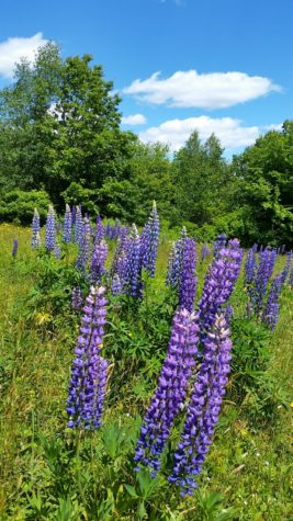 Lupine flowers on Blue Hill's Hayes Trail in June