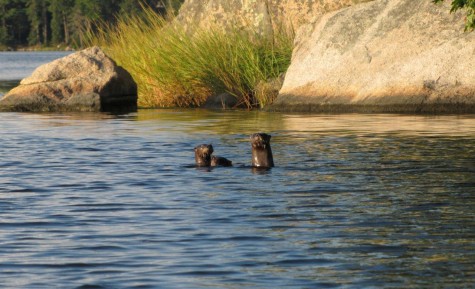 Otters in the Bagaduce 