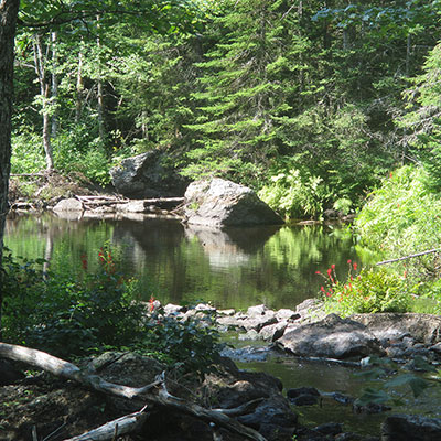 Patten Stream Preserve