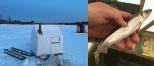 An ice-shack on a frozen lake, and a hand holding a smelt.