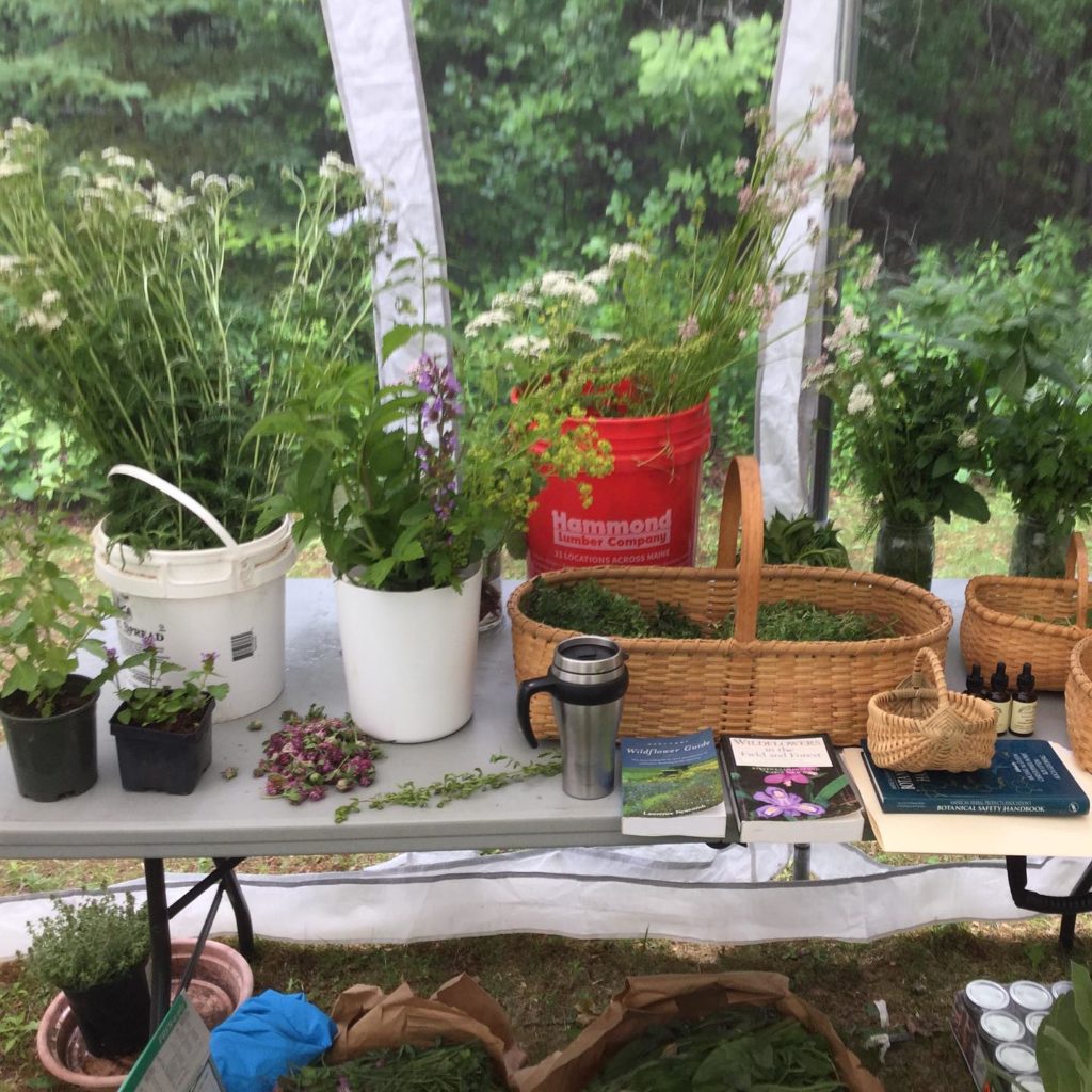 A table holding three buckets of plant cuttings, small potted plants, a basket of collected herbs and books.