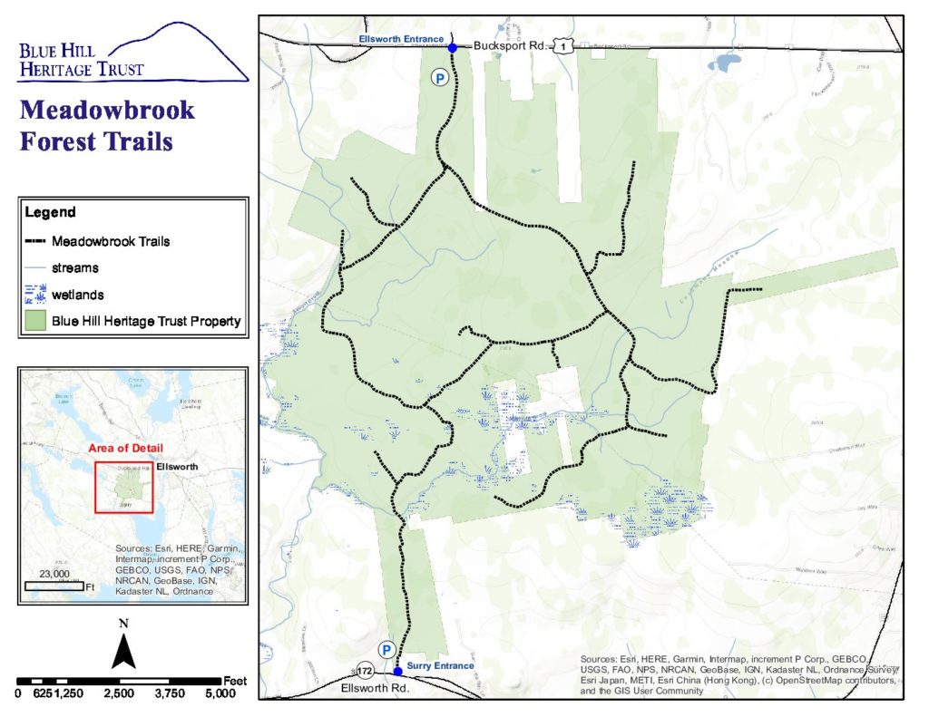 Meadowbrook Forest Blue Hill Heritage Trust