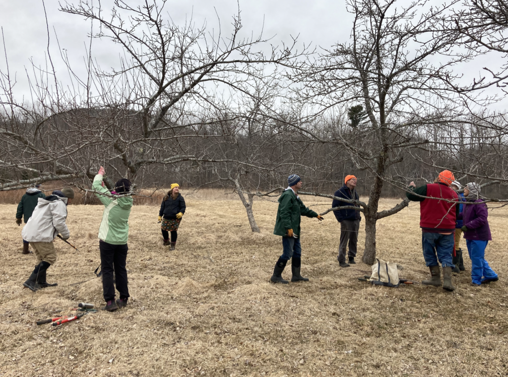 Nine people gather around three bare apple trees in early spring, trimming branches to improve next year's apple production. 